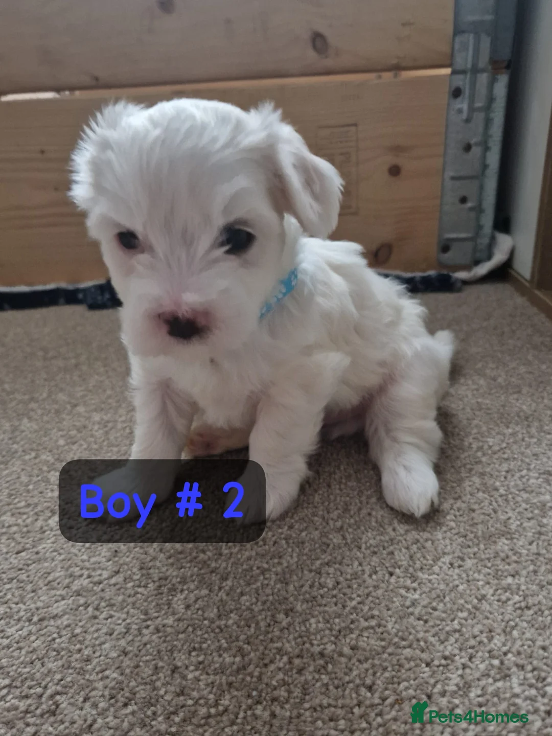 Bichon Frise dogs for sale: 3 bichions for sale - Advert 11