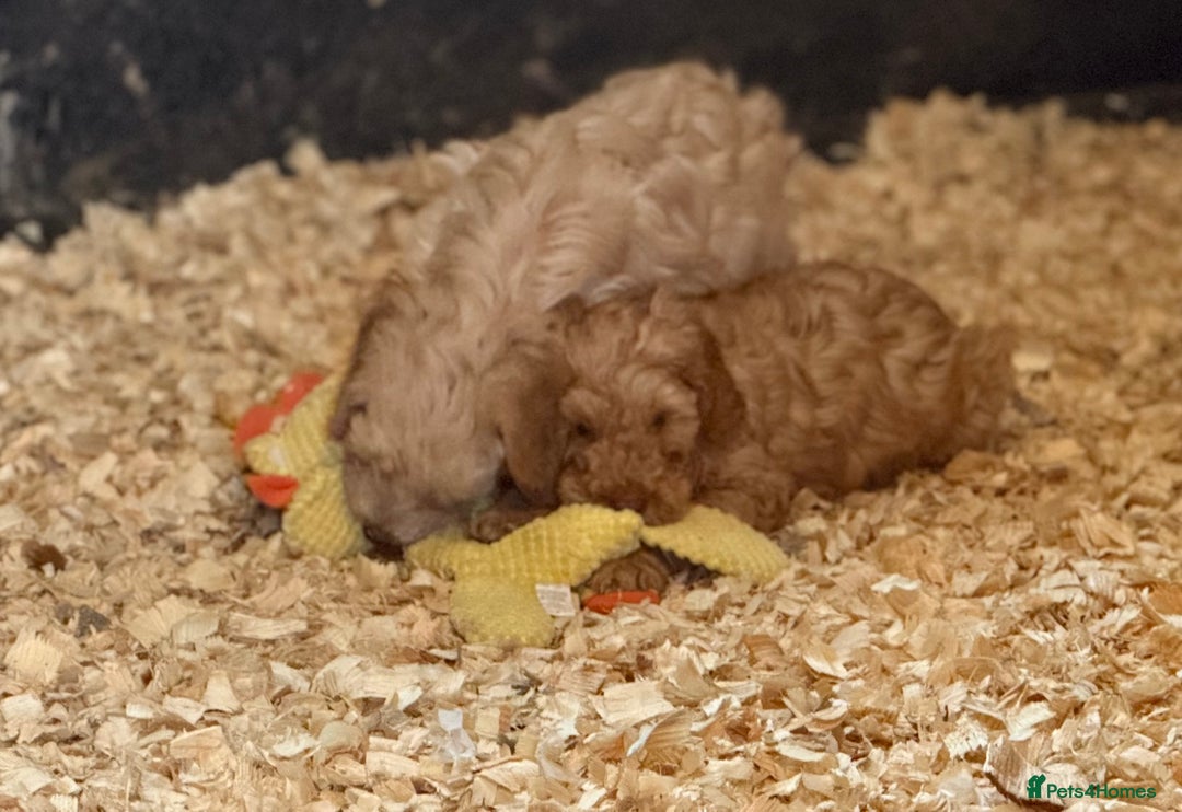 Cockapoo dogs for sale: F1 standard Cockapoo’s  - Advert 5