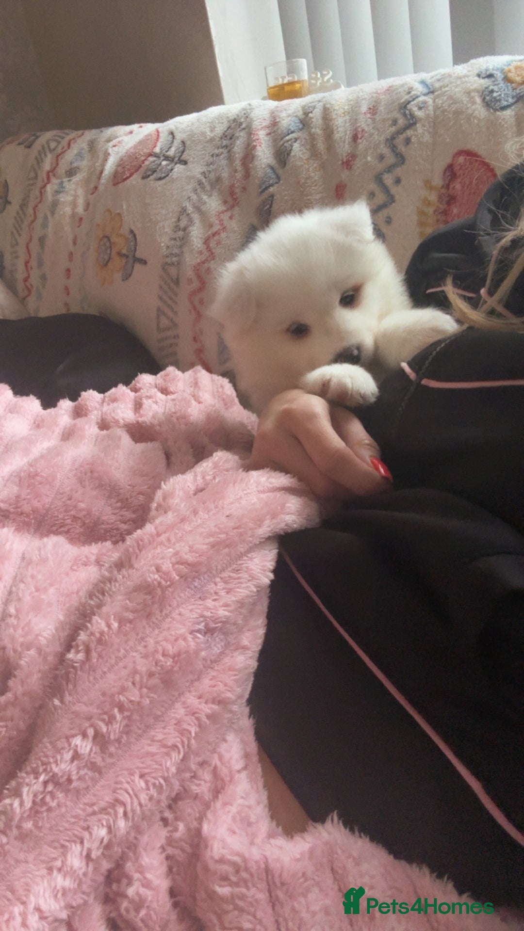 Samoyed dogs for sale: Adorable 6 Samoyed Puppies Waiting Forever Homes - Advert 10