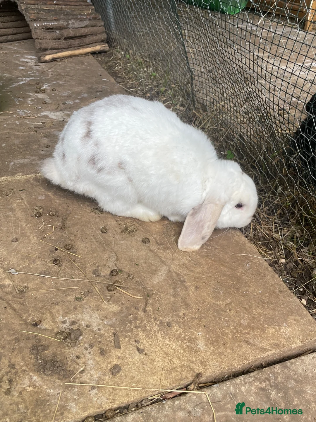 Mini Lop rabbits for sale: Mini lop adult rabbits  - Advert 2