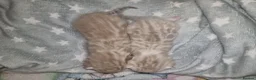 Bengal cats for sale: 2 bengal kittens for sale 💕 in Grays - Advert 3