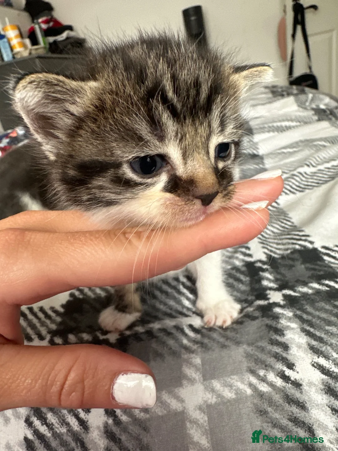 British Longhair cats for sale: Kittens 💕 - Advert 2
