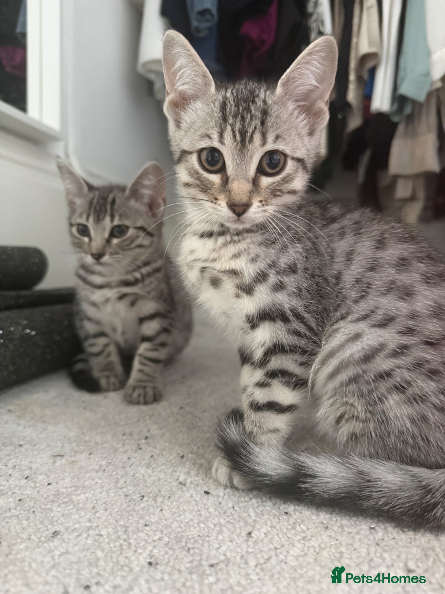 Egyptian Mau cats Egyptian Mau cutest kittens. Ready NOW - Advert 2