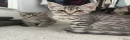 Egyptian Mau cats for sale: Egyptian Mau cutest kittens. Ready NOW - Advert 2