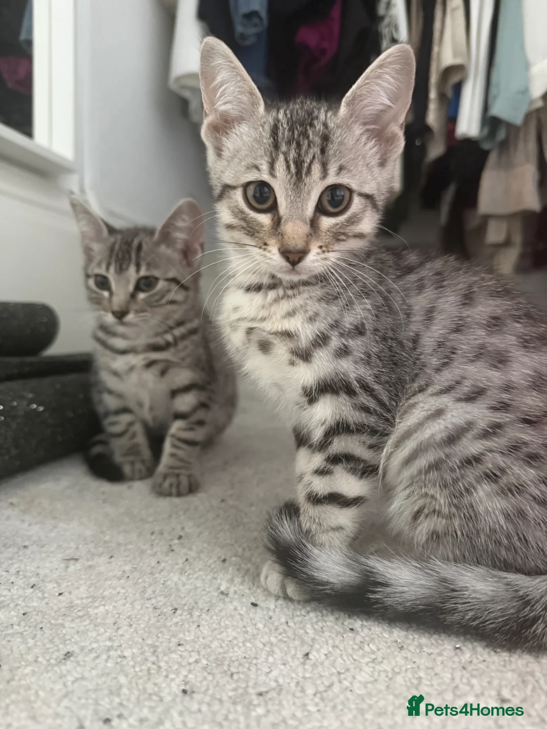 Egyptian Mau cats for sale: Egyptian Mau cutest kittens. Ready NOW - Advert 2
