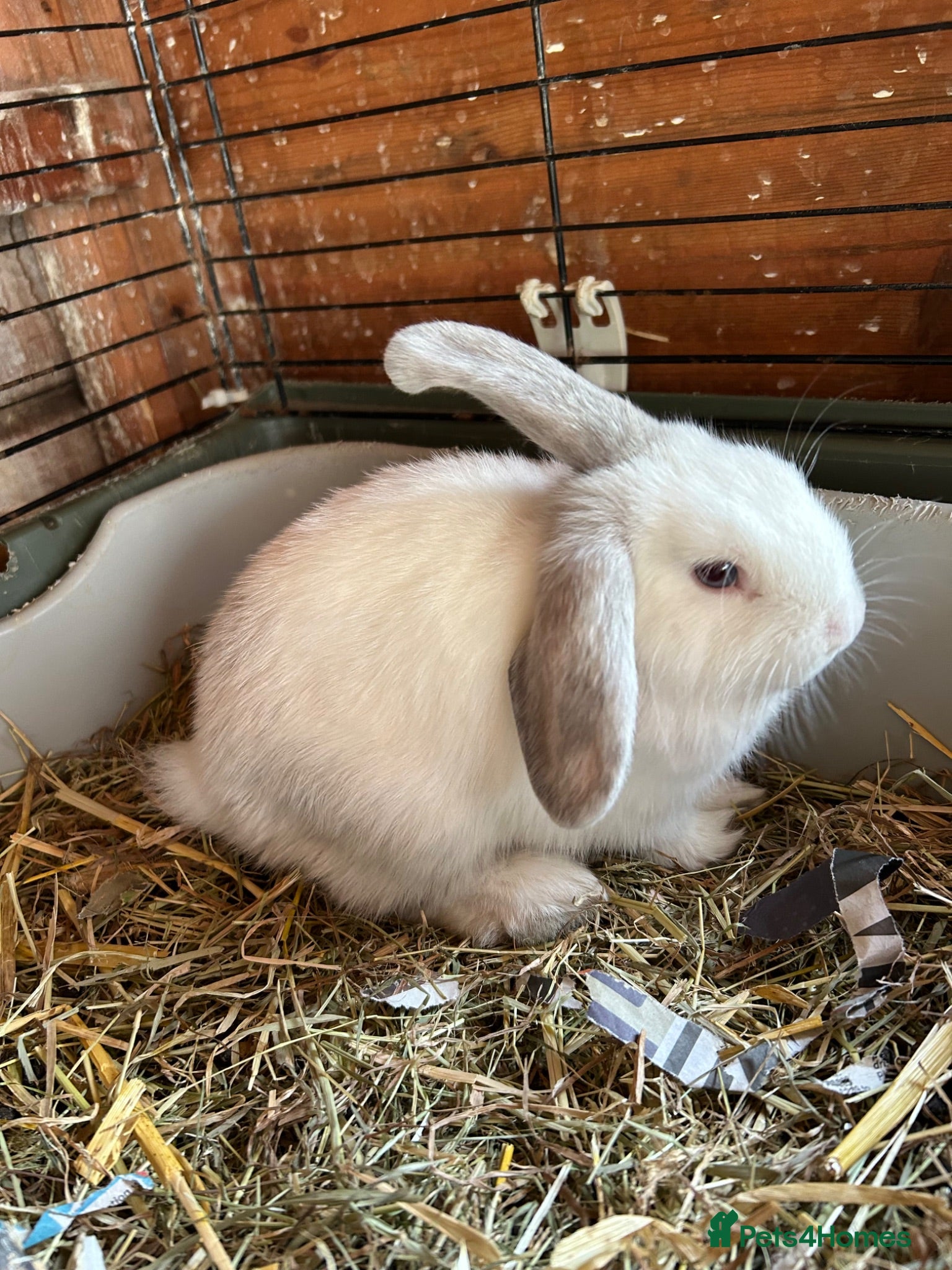 Mini Lop rabbits Beautiful male bunny for sale - Advert 5