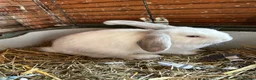 Mini Lop rabbits for sale: Beautiful male bunny for sale - Advert 1