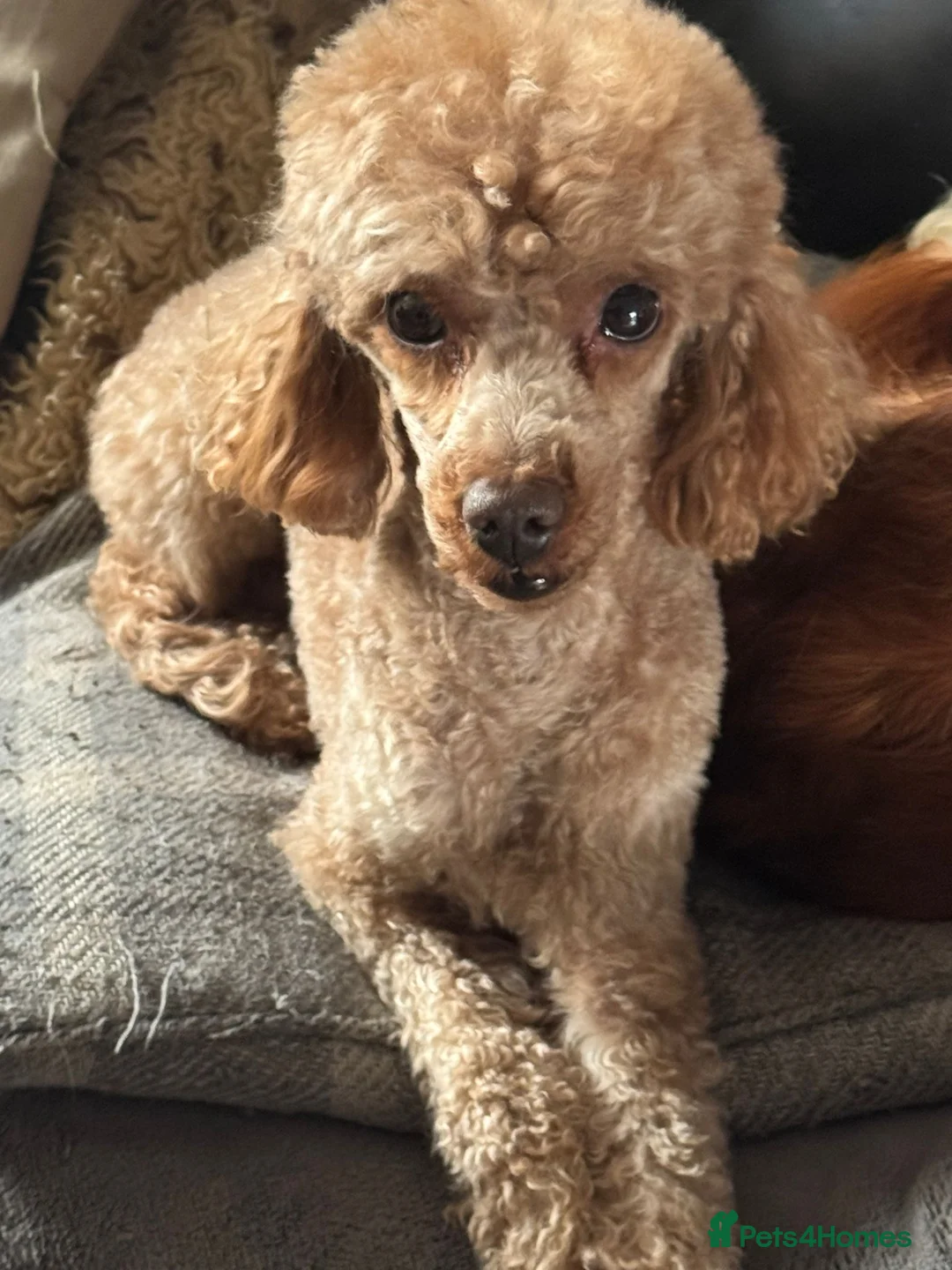 Toy Poodle dogs for sale: TOY POODLE MALE ADULT  - Advert 2
