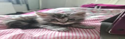 Mixed Breed cats for sale: Half Main Coon kittens in Weston-super-Mare - Advert 6