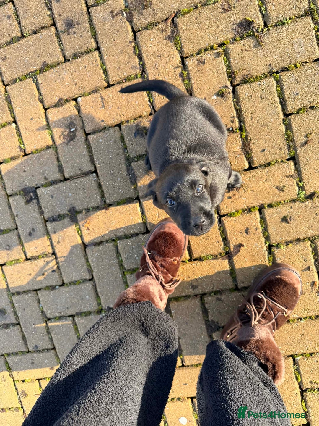 Labrador Retriever dogs for sale: Jock the black Lab - Advert 6