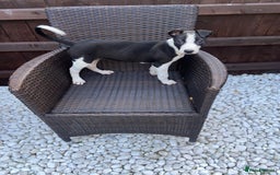 Lurcher dogs for sale: Lurcher puppies  - Image 2