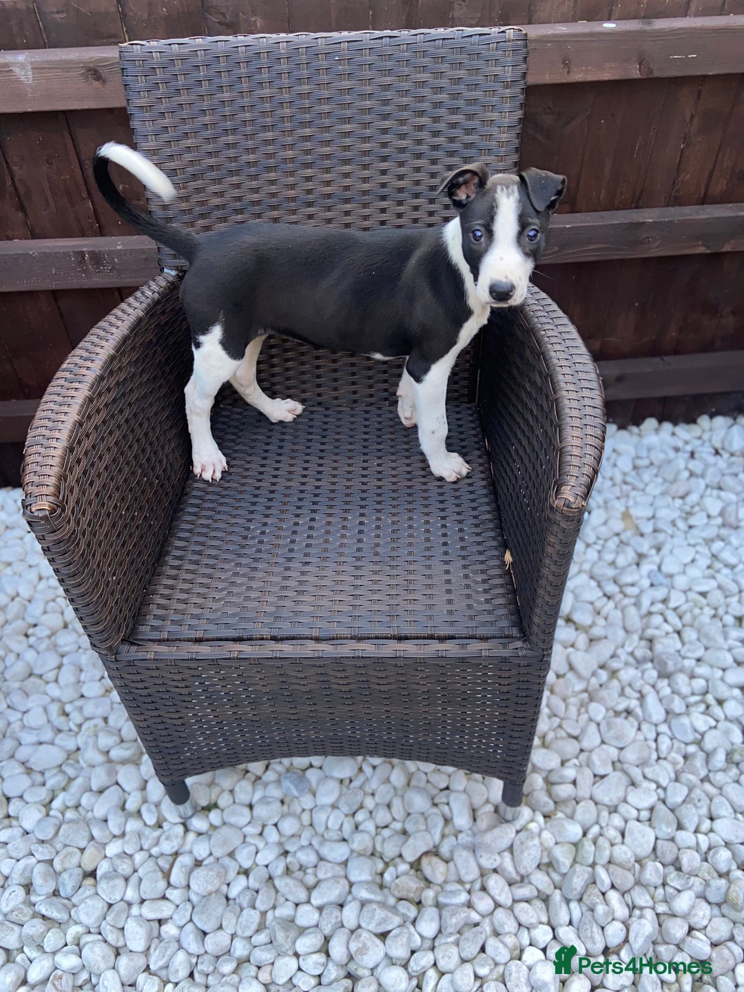 Lurcher dogs for sale: Lurcher puppies  - Image 2