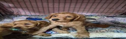 Cocker Spaniel dogs for sale: Beautiful Cocker Spaniels  - Advert 32