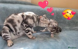 British Shorthair cats for sale: Silver Tabby kitten with his mother  - Image 2