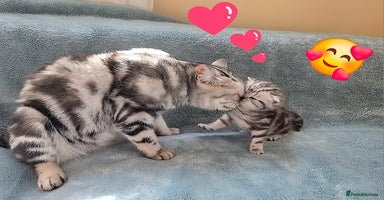 British Shorthair cats - Advert 8