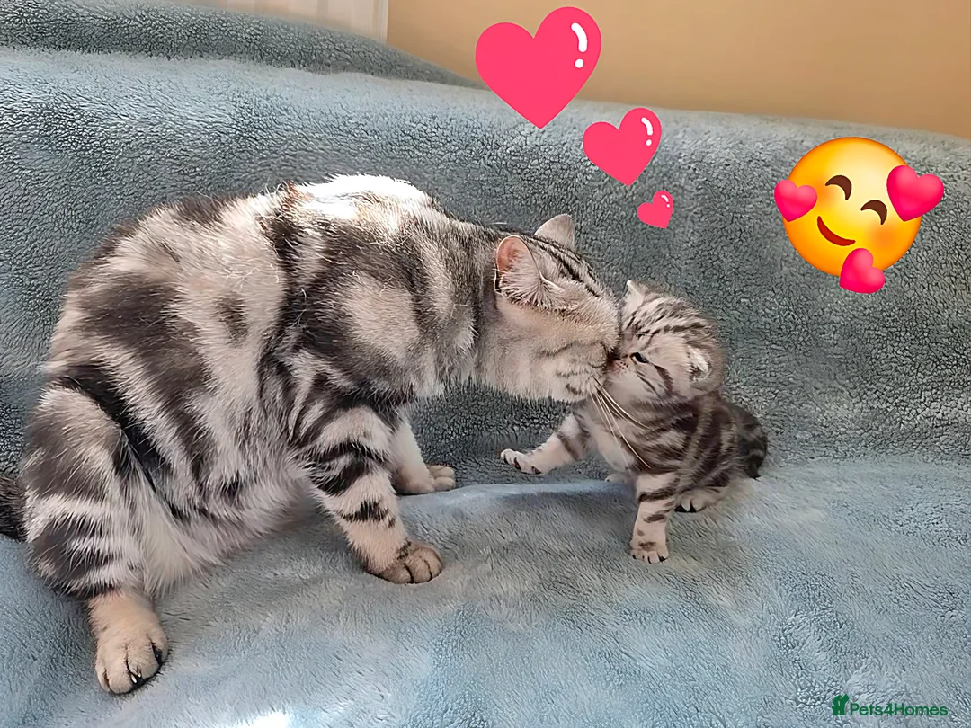 British Shorthair cats for sale: Your Furry Fantasy Awaits! - Advert 2