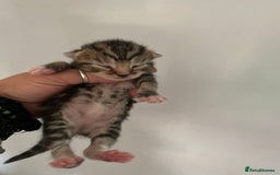 Mixed Breed cats for sale: Kittens ready to be rehomed in 6 weeks  - Image 1