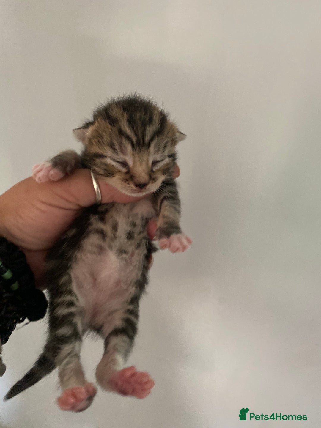 Mixed Breed cats for sale: Kittens ready to be rehomed in 6 weeks  - Image 1