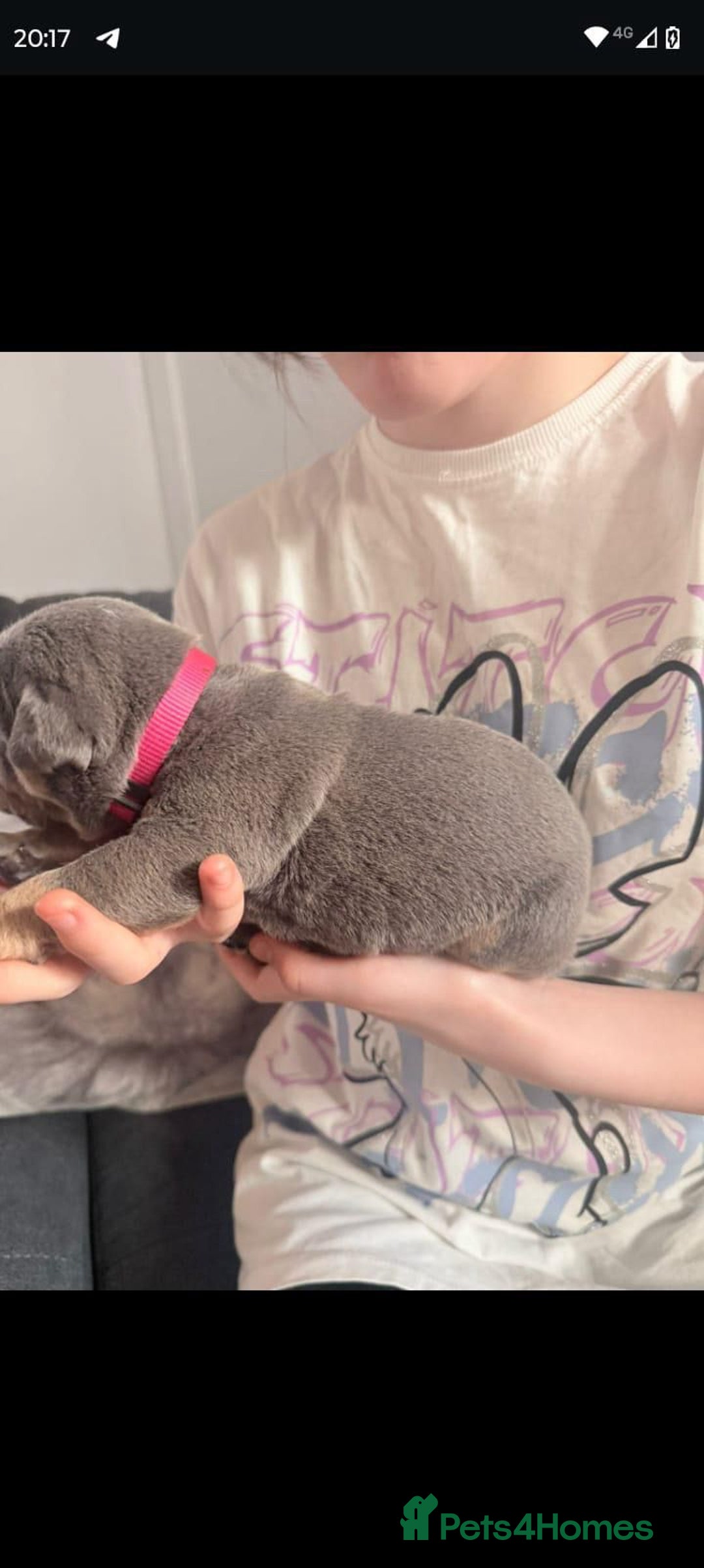 Olde English Bulldogge dogs for sale: GENETICALLY CLEAR CHAMPION 🏆 LEGENDARY BLOODLINE  - Advert 4