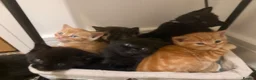 Mixed Breed cats for sale: Beautiful Kittens for Sale - Advert 13