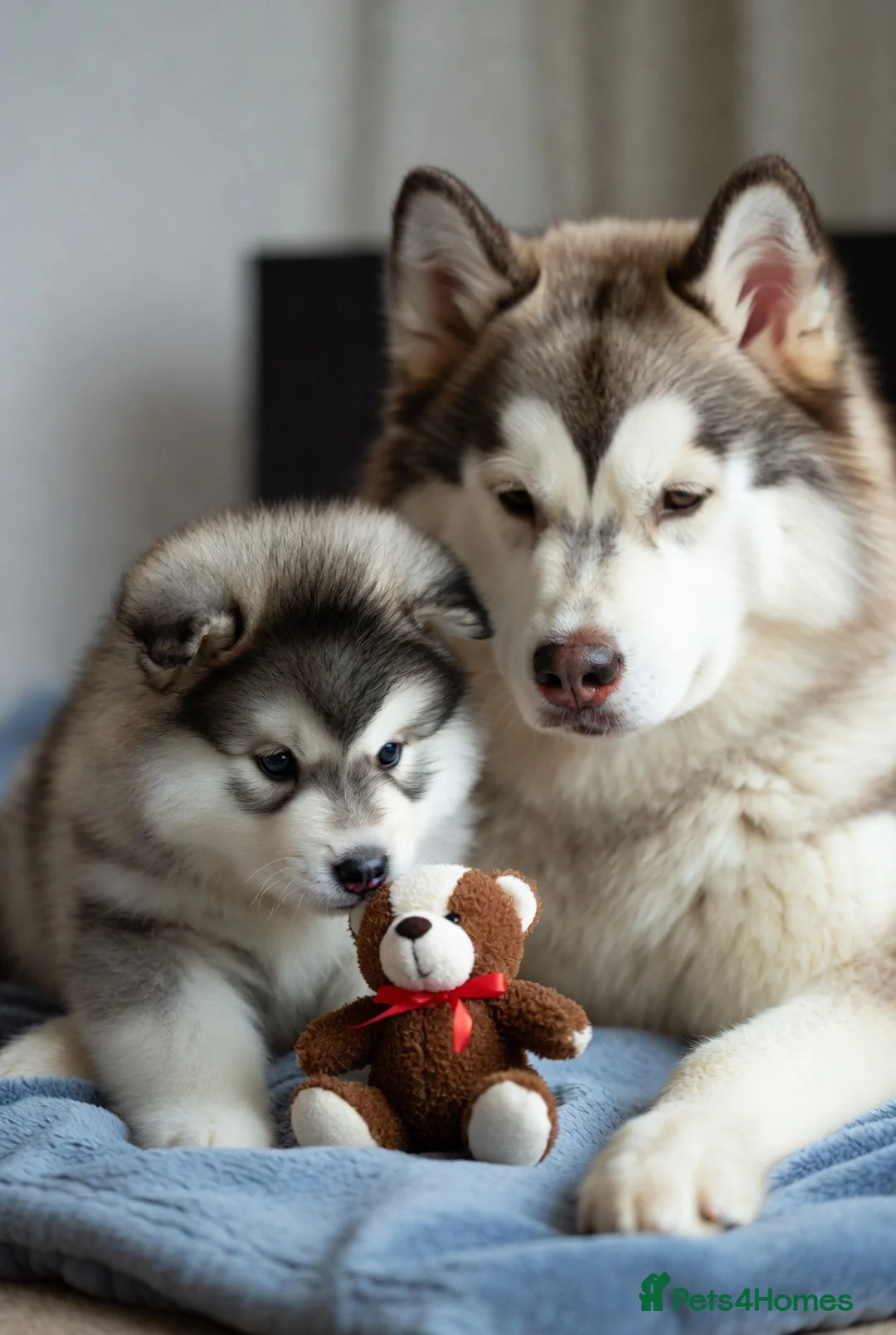 Siberian Husky dogs for sale: Adorable Dog Looking for a New Home in Darlington - Advert 2