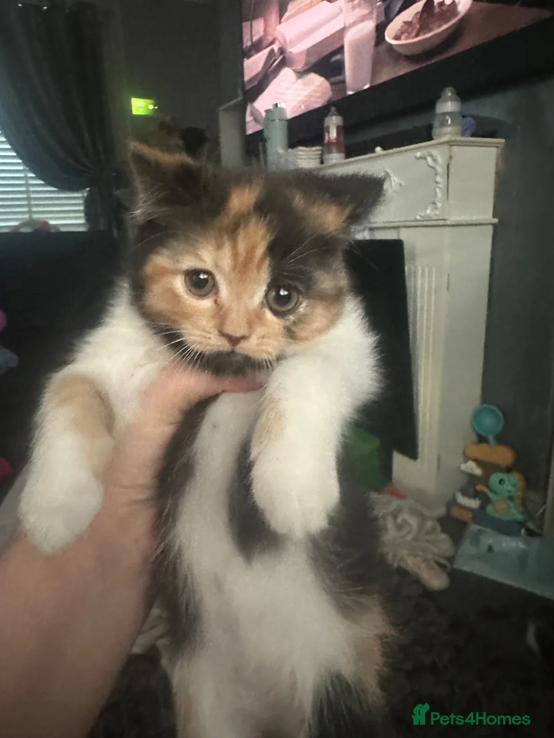 British Shorthair cats for sale: British shorthair/exotic Persian kitten 10wks in Dartford - Advert 1