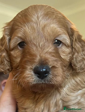 Cockapoo dogs - Advert 12