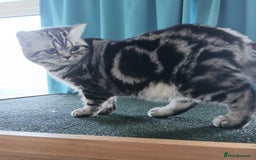 British Shorthair cats for sale: Bsh.Silver Classic Tabby.GCCF./TICA. - Image 4