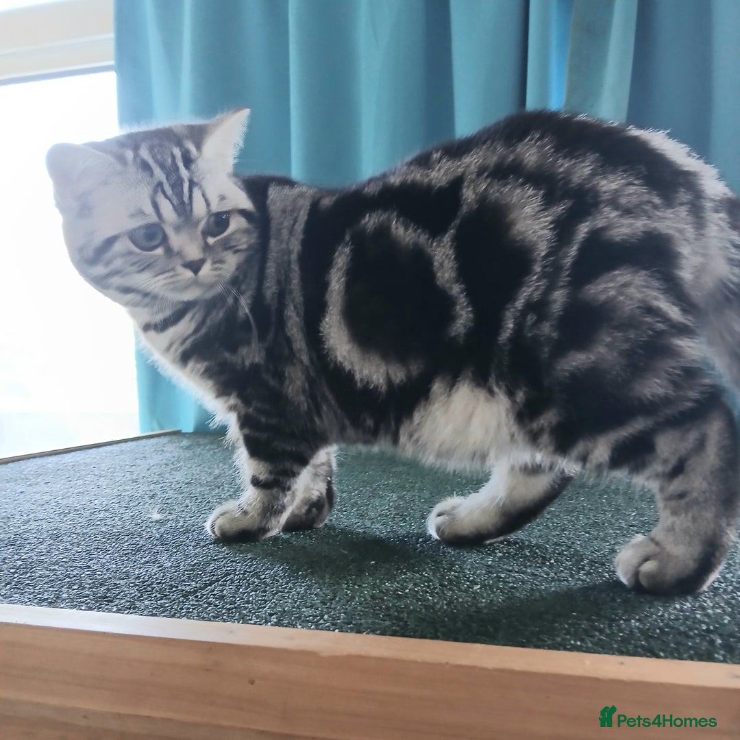 British Shorthair cats for sale: Bsh.Silver Classic Tabby.GCCF./TICA. - Image 4