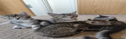 Mixed Breed cats for sale: Unique Tabby kittens   looking for a forever home  in Doncaster - Advert 15