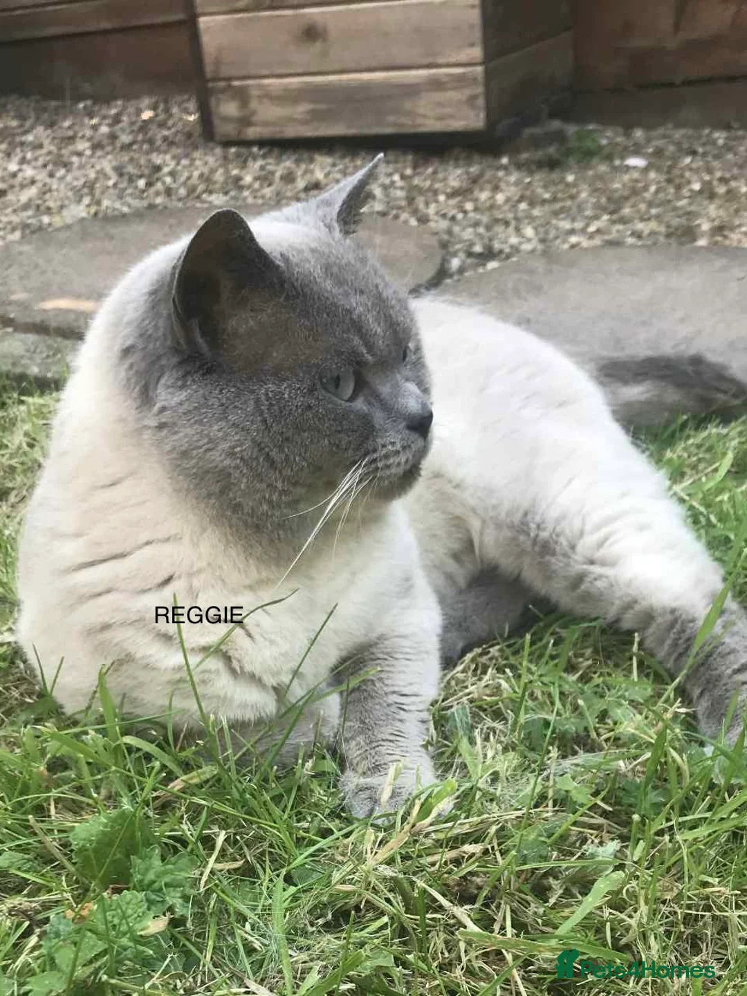 British Shorthair cats for sale: GCCF Blue and Bicolour Kittens  - Advert 29