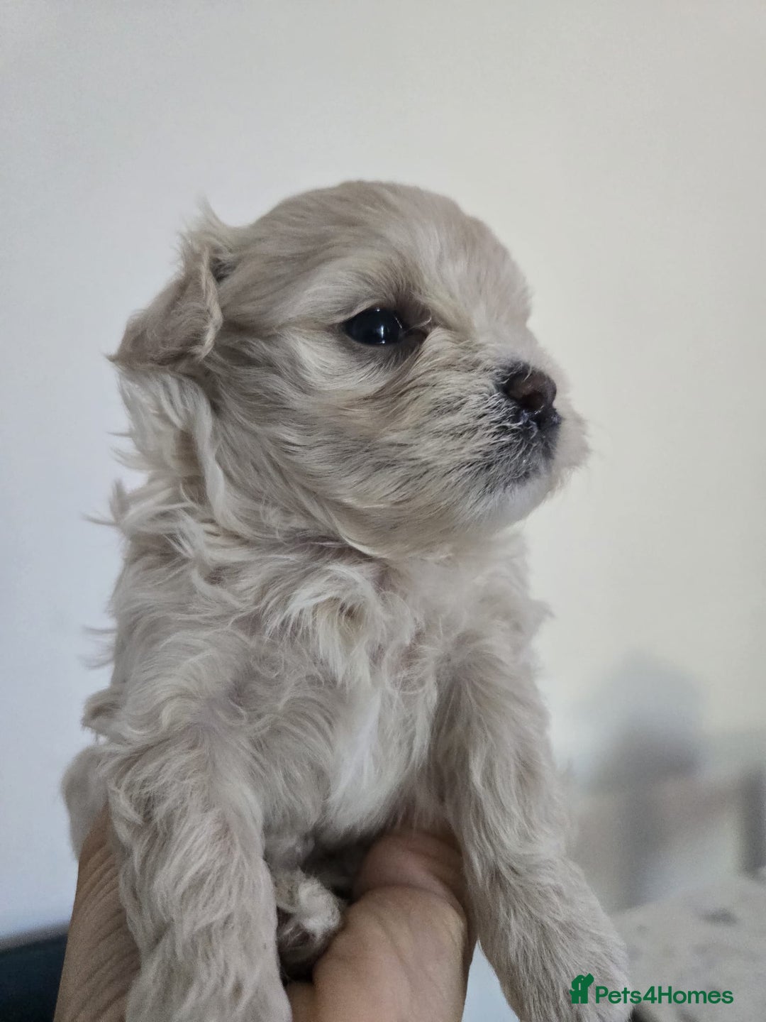 Maltipoo dogs for sale: 🐾 🐾3 Beautiful Maltipoo Girls Available! 🐾 - Image 15