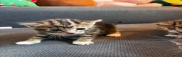 Mixed Breed cats for sale: 4 Beautiful Female Kittens Ready in August - Advert 7