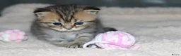 British Shorthair cats for sale: Beautiful TICA Kittens -Exceptional Pedigree Lines - Advert 22