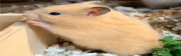 Hamster rodents for sale: Beautiful Complete Syrian Hamster + Setup - Advert 2