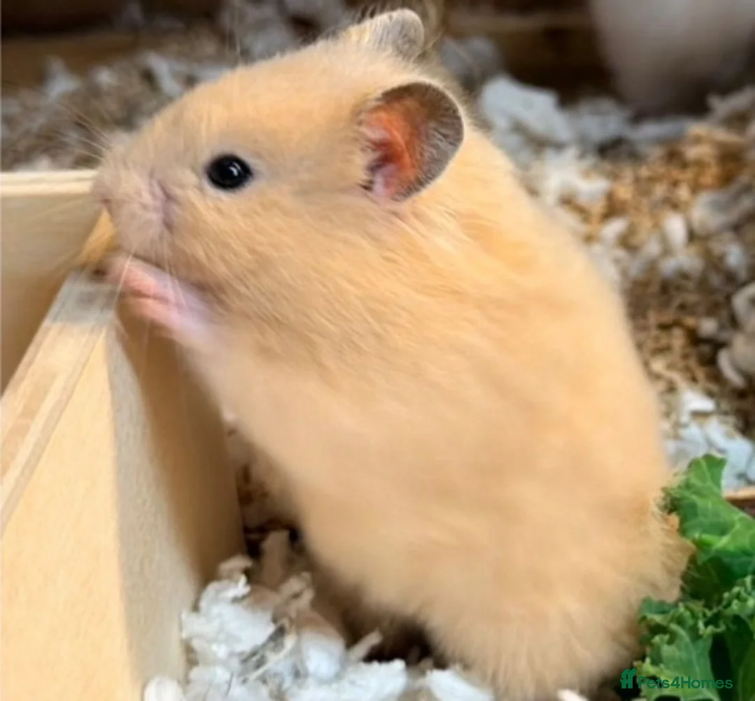 Hamster rodents for sale: Beautiful Complete Syrian Hamster + Setup - Advert 2