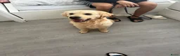 Golden Retriever dogs for sale: Golden Retriever (KC registered) - Advert 5