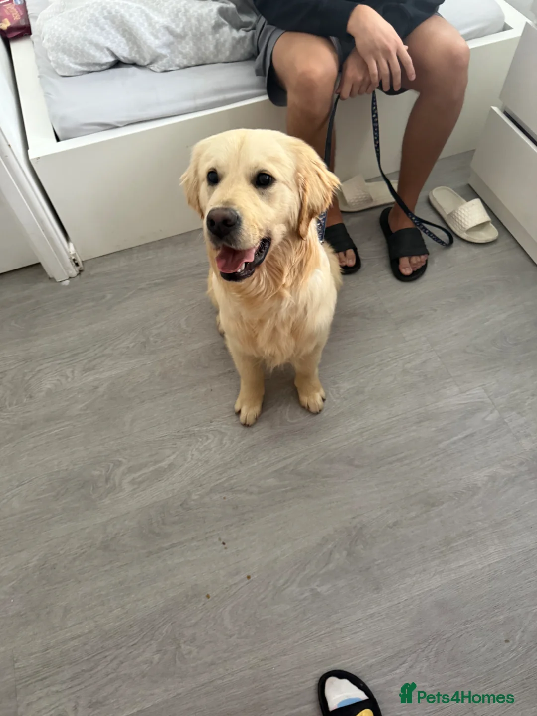 Golden Retriever dogs for sale: Golden Retriever (KC registered) - Advert 5