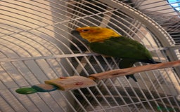 Conures birds for sale: Green cheek conure and a jenday conure for sale  - Image 1