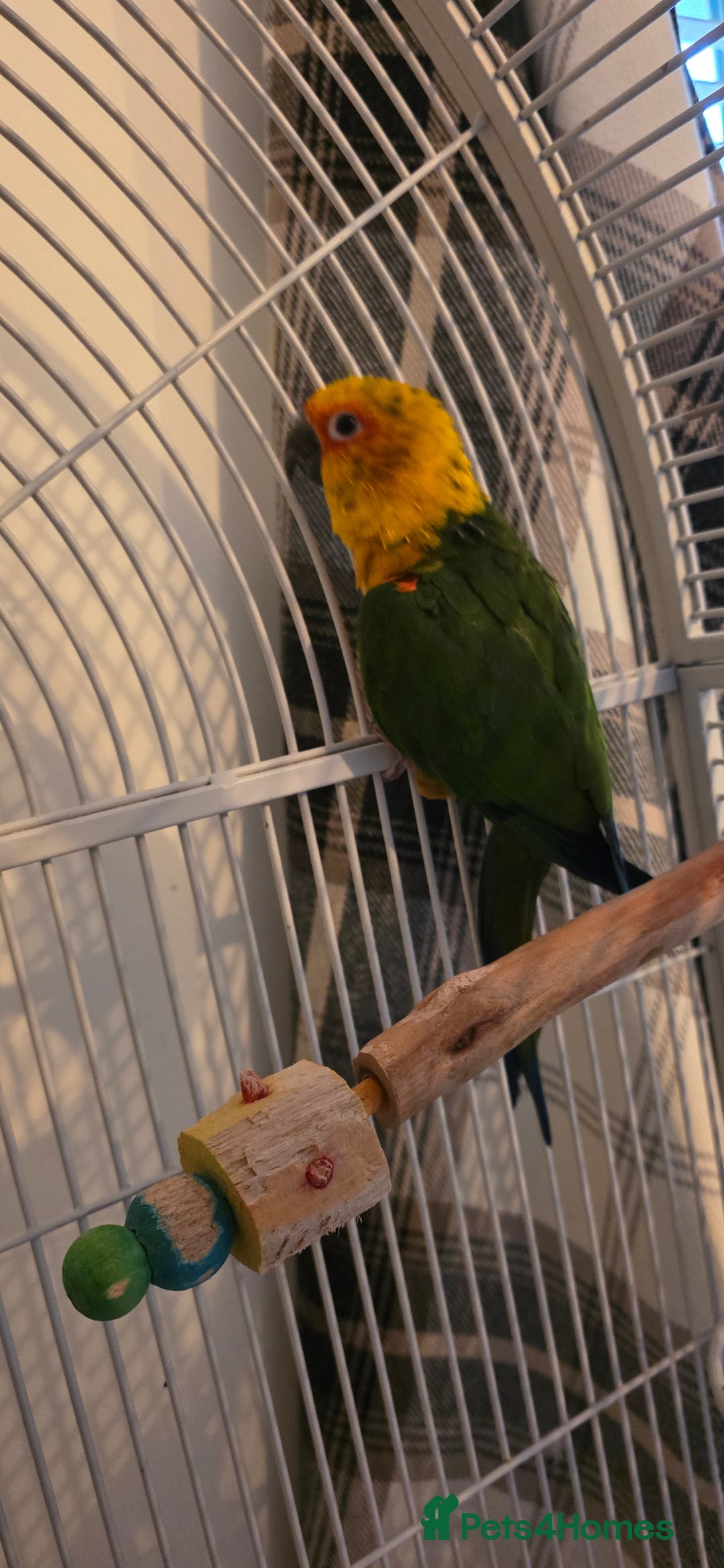 Conures birds for sale: Green cheek conure and a jenday conure for sale  - Image 1