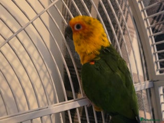 Conures birds - Advert 1