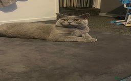 British Shorthair cats for sale: British shorthair female kitten❤️ - Image 7