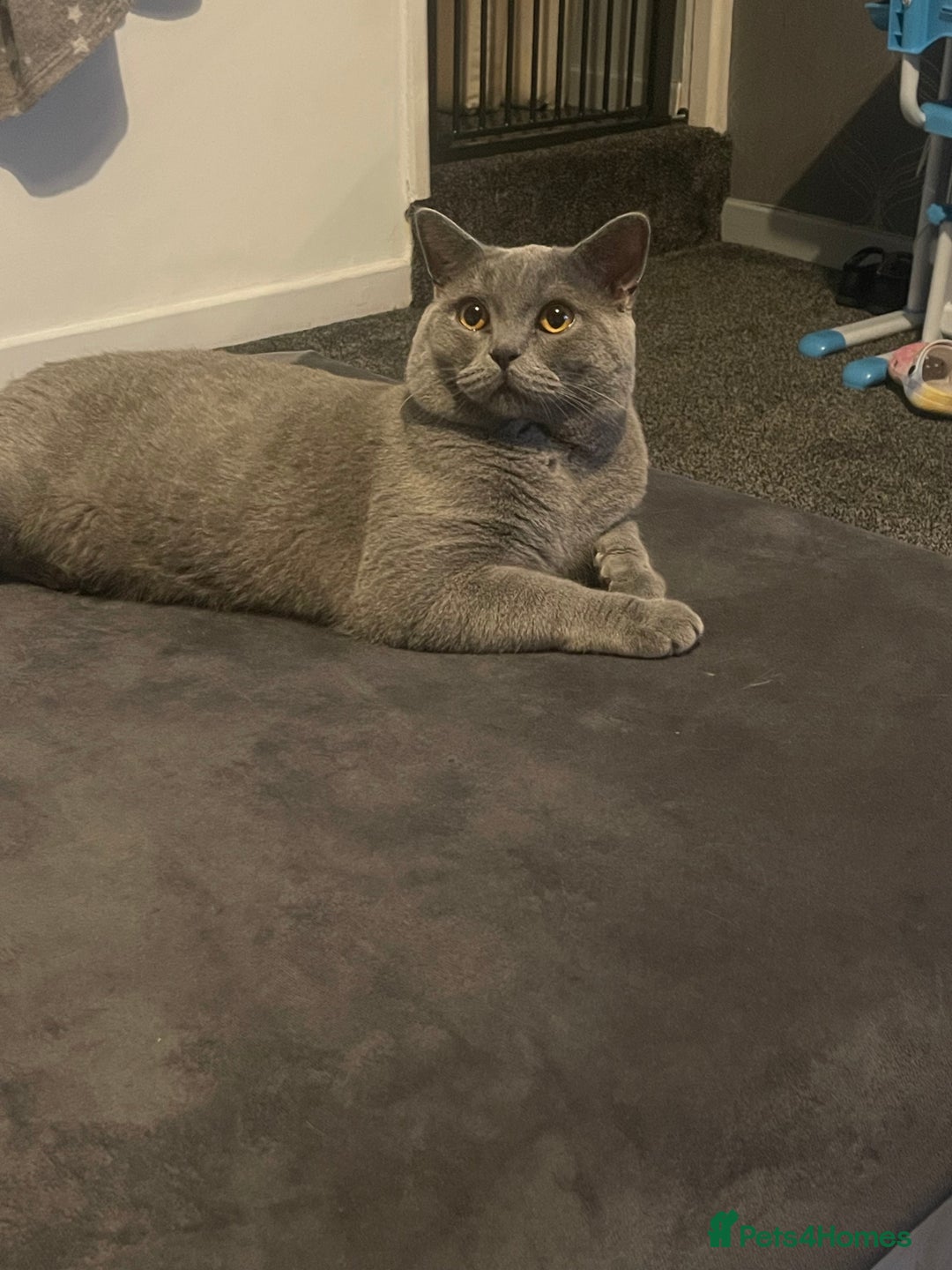 British Shorthair cats for sale: British shorthair female kitten❤️ - Image 7