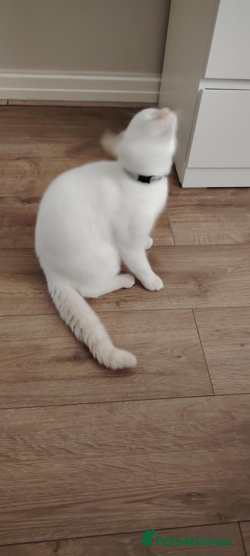 Siamese cats Popcorn  - Advert 1