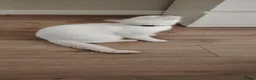 Siamese cats for sale: Popcorn  in Manchester - Advert 1