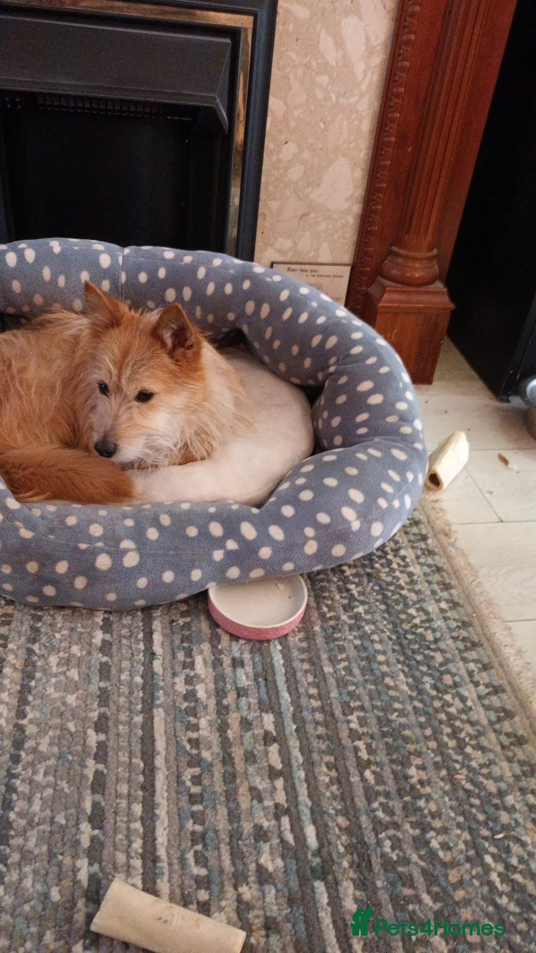 Cairn Terrier dogs for adoption: juju 3 wire terrie mix meat  trade survivor  - Image 1