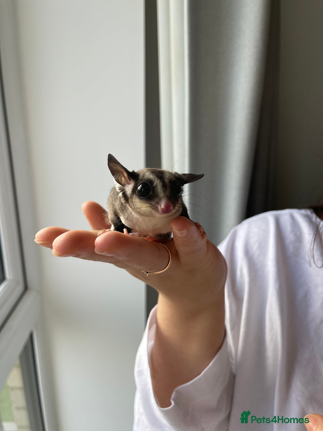 Sugar Glider rodents for sale: Two Female Sugar Glider Joeys - Advert 8