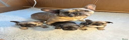 French Bulldog dogs for sale: 🐾 French Bulldog Puppies Available 🐾 - Advert 11