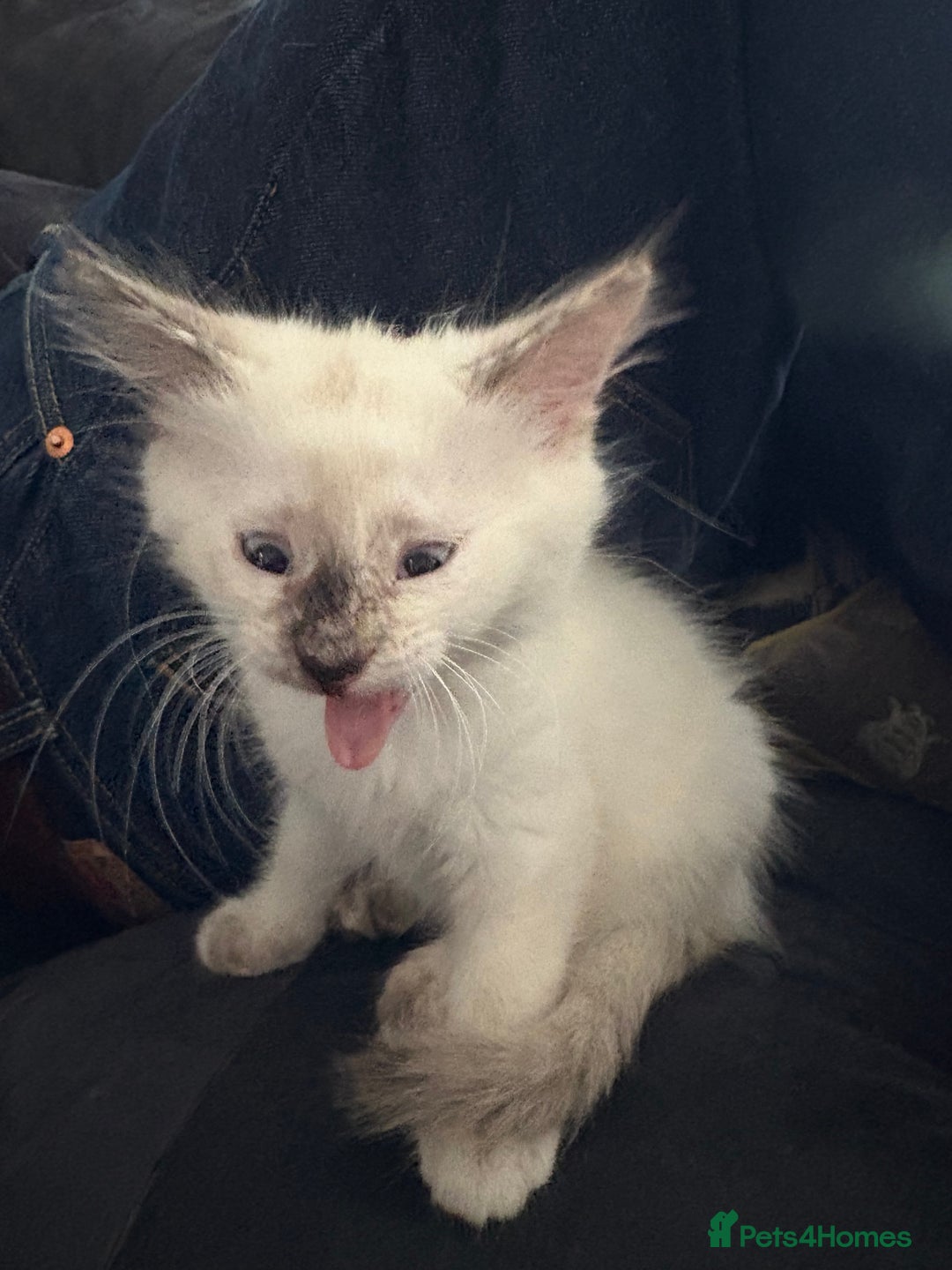 Ragdoll cats for sale: 3 Rag Cross Kittens - Image 6