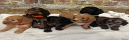 Cockapoo dogs for sale: Unique Coloured F1 Cockapoo Puppies KC Parents - Advert 3